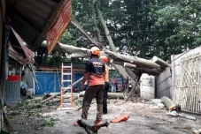 2 Pohon Tumbang di Jaksel...