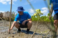 Penanaman Mangrove Bantu...