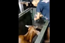 Viral Penyembelihan...