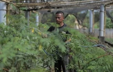 PLN Gandeng Kementan...