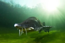 Nelayan Diserang Ikan...