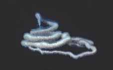 Siphonophora: Koloni...