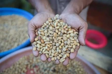 Eduwisata Kopi Luwak...