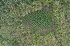 5 Ladang Ganja Ditemukan...