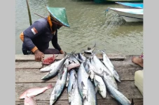 Olah Kakap Putih Jadi...