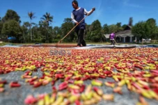 Cengkeh Hutan Jadi Komoditas...