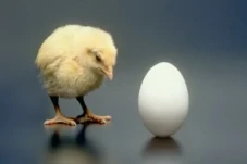 Lebih Dulu Ayam atau...