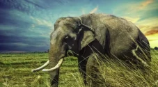 Penemuan Tengkorak Gajah...