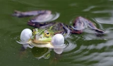Suara Katak Bersaut-sautan...