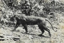 Benarkah Harimau Jawa...