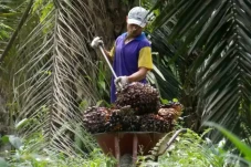 Komitmen Hasilkan Sawit Berkelanjutan,...