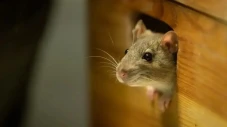 Ilmuwan Ciptakan Tikus...