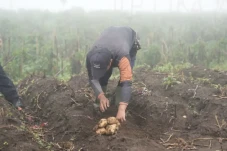 Dukung Swasembada Pangan,...