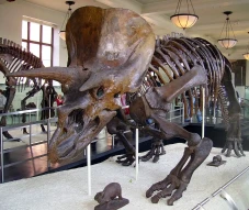 Kecerdasan Dinosaurus...
