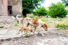 Anjing Chernobyl: Evolusi...