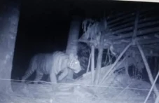 Teror Harimau Sumatera...