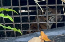 Harimau Sumatera Masuk...