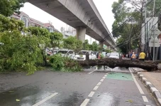 Pohon Tumbang di Melawai,...