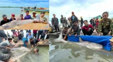Terancam Punah, 6 Ikan...