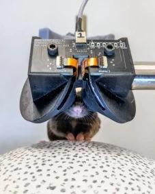 Headset VR untuk Tikus...