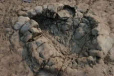 Jejak Kaki Dinosaurus...