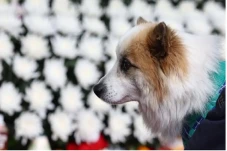 9 Orang Sekeluarga Tewas...