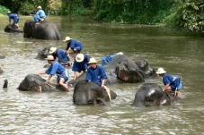 Gajah yang Stres Mengamuk...