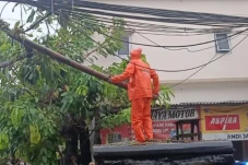 7 Pohon Tumbang Akibat...