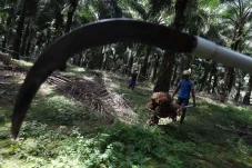 Perluasan Kebun Sawit...