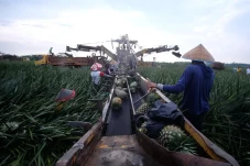 Impor Bibit dan Benih...