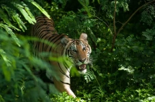 Kumis Harimau Jawa Punya...