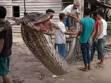 Sering Menyerang Penduduk,...