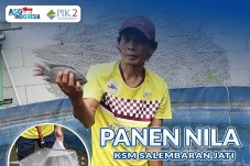 Budidaya Ikan di Teluknaga...