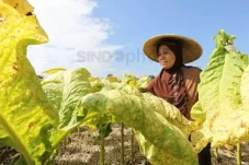 Aturan Pengamanan Zat...