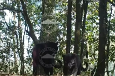 Penampakan 2 Macan Tutul...