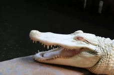 Mengapa Ada Buaya Albino?...