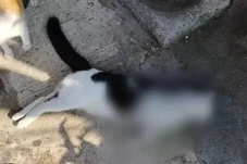 Tembak Kucing Sampai...