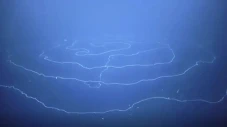Hewan Sepanjang 45 Meter...