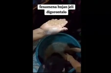 Heboh Hujan Jelly di...