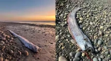 Mengapa Ikan Kiamat...