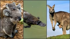 3 Hewan Endemik Australia,...