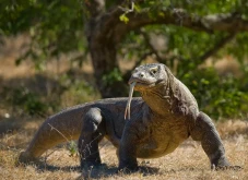 Kenapa Komodo Hanya...