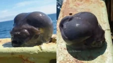 Nelayan Tangkap Ikan...