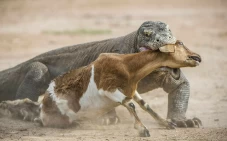 2 Komodo Terpanjang...