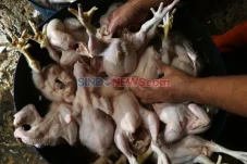 Geger Ayam Gelonggongan...