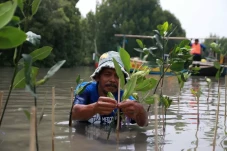 Tanam 5.000 Mangrove,...