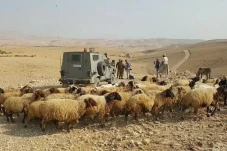 Pemukim Israel Curi...