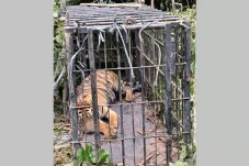 Terjebak Perangkap di...