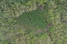 Heboh Ladang Ganja di...