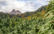 Penemuan Ladang Ganja...